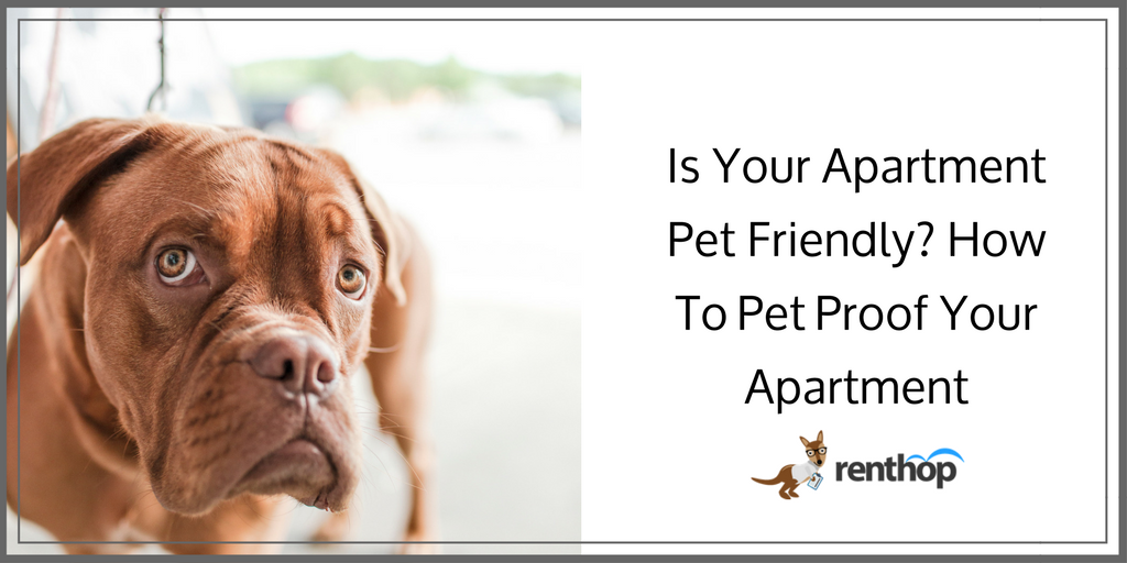 https://www.renthop.com/content-manager/wp-content/uploads/2017/02/Is-Your-Apartment-Pet-Friendly-How-to-Vet-Proof-Your-Apartment-1024x512.png